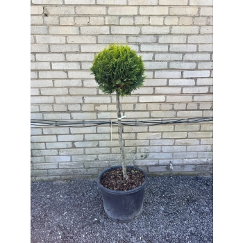 BONSAI Cyprysik Lawsona Ivonne kulisty - sadzonki 120 / 140 cm