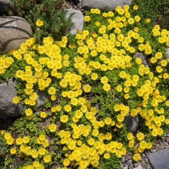 SŁONECZNICA delosperma Yellow - sadzonki 5 / 10 cm