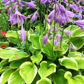 FUNKIA HOSTA - sadzonki 10 / 20 cm