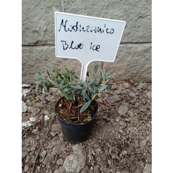 MODRZEWNICA pospolita BLUE ICE - sadzonki 10 / 20 cm