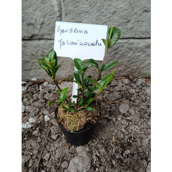 GARDENIA JAŚMINOWATA - sadzonki 10 / 15 cm