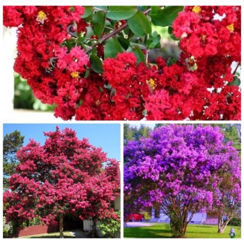 LAGERSTROEMIA bez południa PAKIET 3SZT RÓŻNE KOLORY - sadzonki 10 / 20 cm