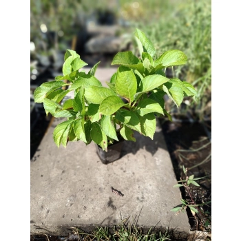 HORTENSJA ogrodowa niebieska Blaumeise - sadzonki 30 / 50 cm