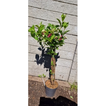 KRZEWUSZKA WEIGELA trzy kolorowa TRICOLOR - sadzonki 90 / 110 cm