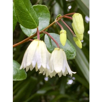 KRINODENDRON Crinodendron Patagua - sadzonki 10 / 15 cm