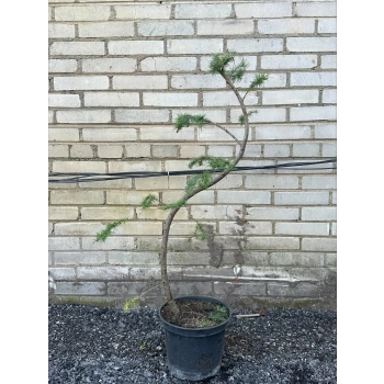 BONSAI Modrzew Wąż sadzonki - 120 / 160 cm