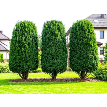 CIS POŚREDNI HICKSII - sadzonki 40 / 50 cm