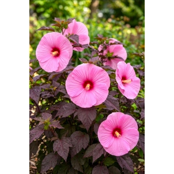 HIBISKUS Ketmia bagienny różowy bordowy liść