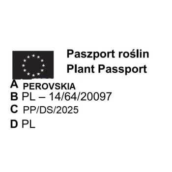 PEROVSKIA DUŻA SADZONKA - sadzonki 40 / 60 cm