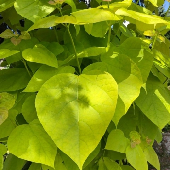 CATALPA KATALPA NA PNIU SZCZEPIONA AURENA -ŻÓŁTA - sadzonki 130 / 150 cm