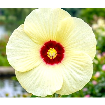HIBISKUS KETMIA BAGIENNY Old Yella - sadzonki 10 / 15 cm