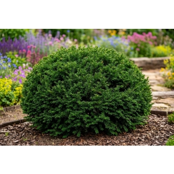 CIS POŚREDNI GROENLAND KULISTY POKRÓJ - sadzonki 30 / 40 cm