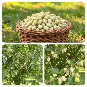 MORWA biała witamina życia - sadzonki 30 / 50 cm