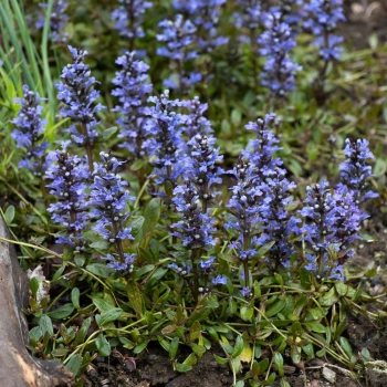 DĄBRÓWKA ROZŁOGOWA - sadzonki 10 / 15 cm