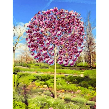 MAGNOLIA SUSAN - sadzonki 40 / 60 cm