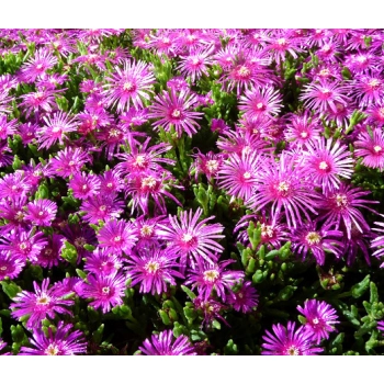 SŁONECZNICA delosperma Table Mountain - sadzonki 5 / 10 cm