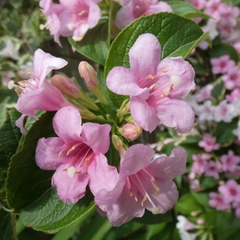 WEIGELA KRZEWUSZKA - sadzonki 120 / 140 cm