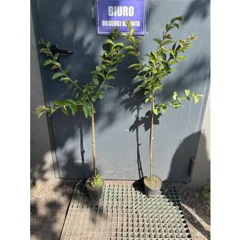 LAGERSTROEMIA na pniu Fioletowa bez południa - sadzonki 100 / 120 cm