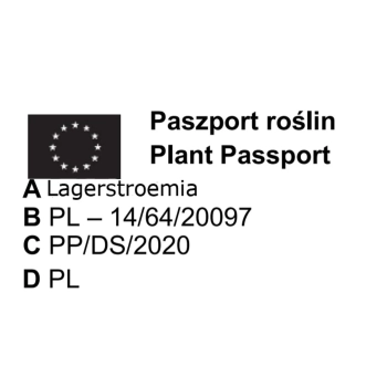 LAGERSTROEMIA na pniu biała - kremowa bez południa - sadzonki 80 / 110 cm