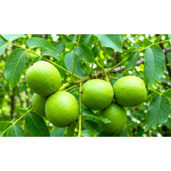 ORZECH WŁOSKI JACEK duże orzechy - sadzonki 160 / 180 cm