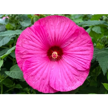 HIBISKUS Ketmia bagienny różowy Luna Rose