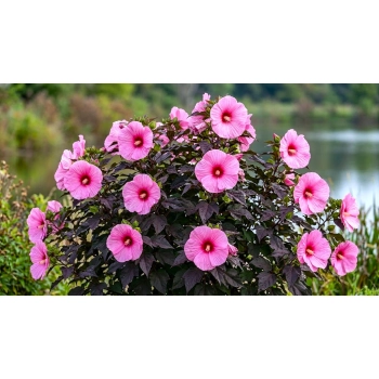 HIBISKUS Ketmia bagienny różowy bordowy liść