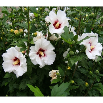 HIBISKUS biały z czerwonym środkiem - sadzonki 50 / 60 cm