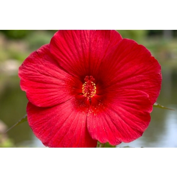 HIBISKUS Ketmia bagienny czerwony Luna Red