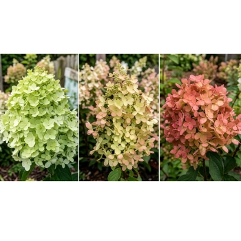 HORTENSJA NA PNIU RÓŻOWO - PISTACJOWA sadzonki 150 / 170 cm