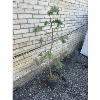 BONSAI Modrzew Wąż sadzonki - 120 / 160 cm