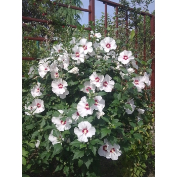 HIBISKUS biały z czerwonym środkiem - sadzonki 50 / 60 cm