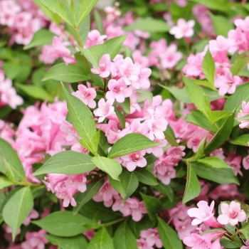 WEIGELA KRZEWUSZKA - sadzonki 120 / 140 cm