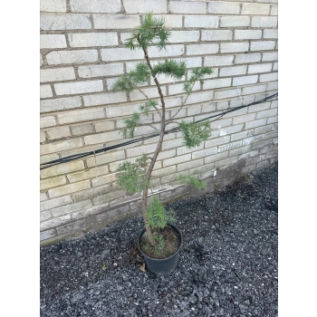 BONSAI Modrzew Wąż sadzonki - 120 / 160 cm