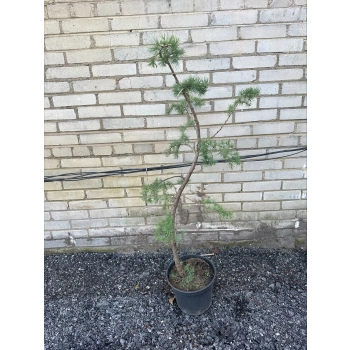 BONSAI Modrzew Wąż sadzonki - 120 / 160 cm