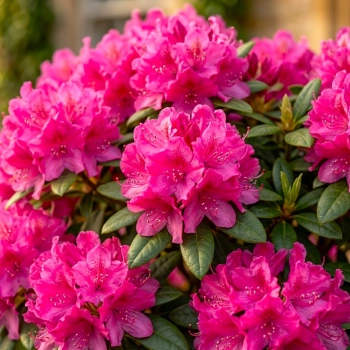 RODODENDRON NA PNIU RÓŻOWO - MALINOWY - sadzonki 60 / 70 cm