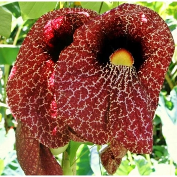 KOKORNAK pnącze ARISTOLOCHIA MACROPHYLLA odporna na mróz - sadzonki 60 / 80 cm