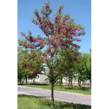 AKACJA ROBINIA na pniu szczepiona miododajna oryginał - sadzonki 100 / 140 cm