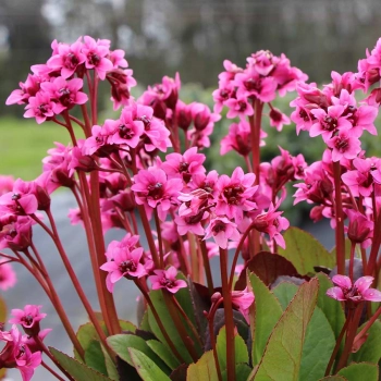 BERGENIA SERCOLISTNA Flirt zimozielona - sadzonki 10 / 15 cm