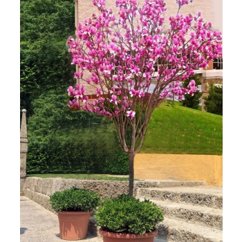 MAGNOLIA SUSAN NA PNIU POLSKA PRODUKCJA - sadzonki 80 / 100 cm