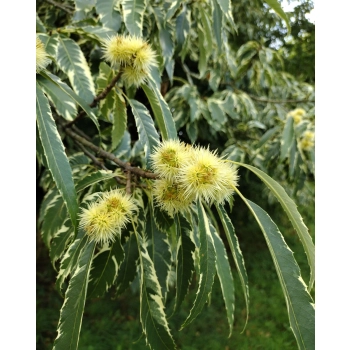 KASZTAN JADALNY szczepiony Aspleniifolia - sadzonki 110 / 130 cm