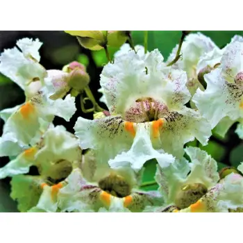 CATALPA KATALPA Surmia odporna mróz - sadzonki 40 / 60 cm