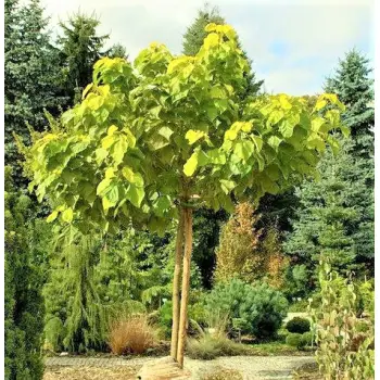 CATALPA KATALPA surmia zwyczajna - sadzonki 100 / 120 cm