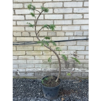 BONSAI Modrzew Wąż sadzonki - 120 / 160 cm