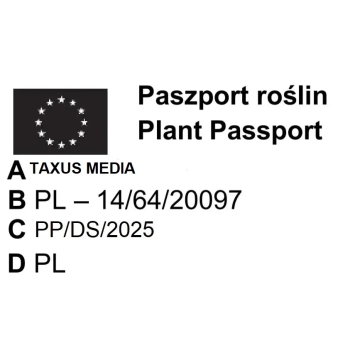 CIS POŚREDNI HICKSII - sadzonki 40 / 50 cm