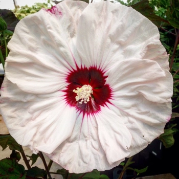 HIBISKUS Ketmia bagienny Biały Luna White