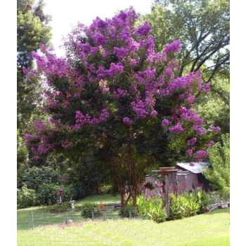 LAGERSTROEMIA na pniu Zuni bez południa - sadzonki 60 / 80 cm