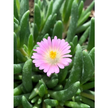 SŁONECZNICA delosperma Rosequartz - sadzonki 5 / 10 cm