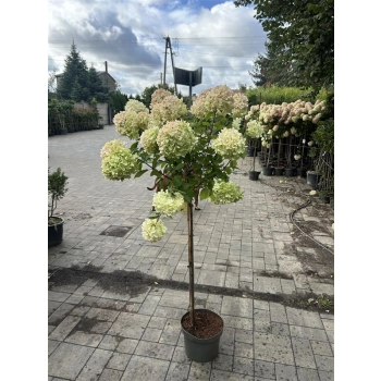 HORTENSJA NA PNIU RÓŻOWO - PISTACJOWA sadzonki 150 / 170 cm