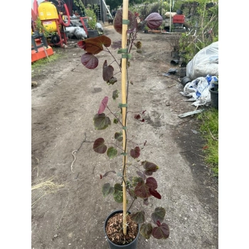 JUDASZOWIEC KANADYJSKI SZCZEPIONY Forest Pansy purpurowy - sadzonki 90 / 110