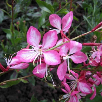 GAURA różowo-biała miododajna długo kwitnie - sadzonki 10 / 15 cm